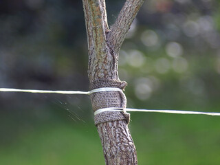 Young transplanted sapling tied to wooden stakes, tree staking and support system, spring planting, garden wire, trunk alignment, closeup