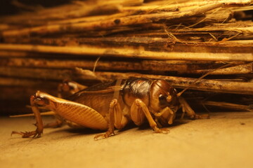 Giant weta, a large insect native to New Zealand, known for its impressive size, nocturnal habits, and unique prehistoric appearance