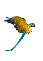 Blue and gold macaw bird Pets are people's friends isolated on white background. This has clipping path.