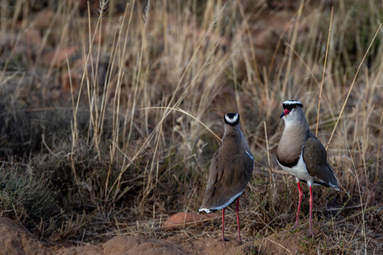 Piviere incoronato uccello africano Sud Africa