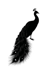 A stylized black silhouette of a proud bird with a long, ornate tail against a white background