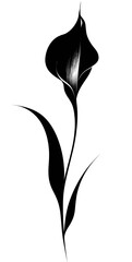 Elegant Calla Lily