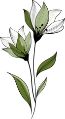Detailed botanical illustration of two flowers, green leaves, and black stems on a white background
