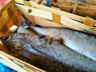 dried fish on the market