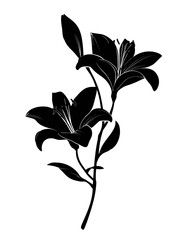 Two lilies with their stems and leaves rendered in black on a white background