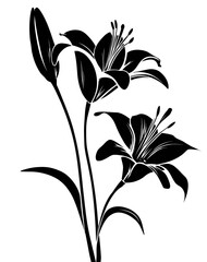 Lily bloom drawing. Two open flowers & a bud, black outlines on white background