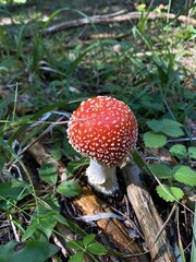 fly agaric mushroom