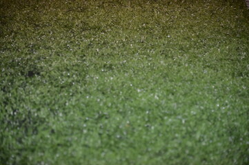 Green Artificial Turf