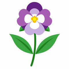  nemesia barbata flower on white background