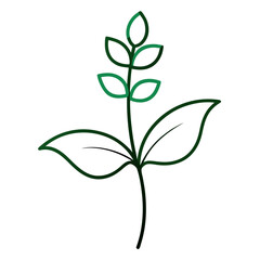 nepeta forncett flower line art vector on white