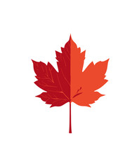 Fototapeta premium Maple Leaf Autumnal maple leaf, half deep red and half orange, on a white background