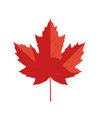 Scarlet Leaf A simple red leaf with sharp edges and a short stem on white