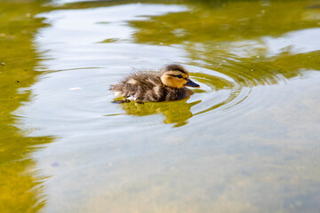 Nature and wildlife, a cute little duckling in a lake, space for advertising copy
