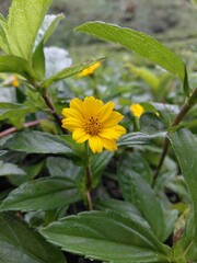 Small yellow flowers bloom among fresh green foliage, looking natural and bright in a garden setting. wildflowers.