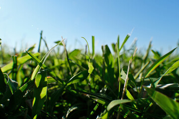 Green grass in the field with blue sky background, green grass and blue sky in sunny day, shallow depth of field. 