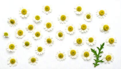 Chamomile flowers scattered on white background
