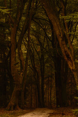 Walking through the serene paths of Speulderbos in the Veluwe region during autumn reveals towering trees draped in warm golden hues. Natures beauty is on full display as leaves fall gently.