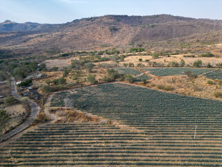 Drone view of agave fields on sloped terrain surrounding El Chilar village in dry countryside