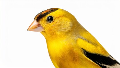 american gold finch isolated