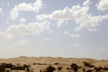 camels in the desert