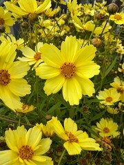 yellow flowers background