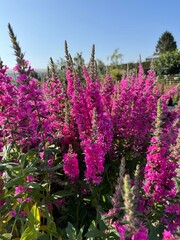 Obraz premium flowers in the garden