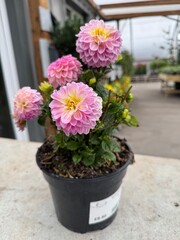 flowers in pots