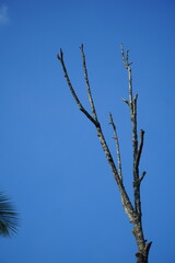 A barren, leafless tree stands starkly against a clear blue sky. The image symbolizes loneliness, resilience, or the passing of seasons, with ample copy space for design.