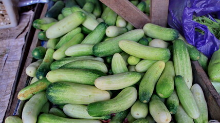 Fresh cucumbers piled high on market stall display vibrant green hues and textures, inviting healthy eating and culinary creativity.