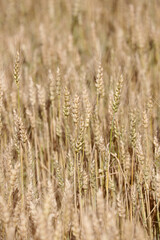 field of wheat