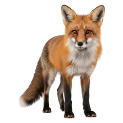 Red fox portrait