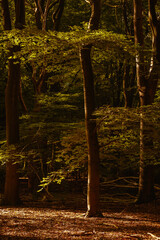 Golden leaves blanket the forest floor while sunlight filters through tall trees in Speulderbos. This enchanting scene showcases the serene beauty of autumn in the Veluwe region of the Netherlands.
