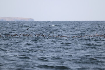 Fototapeta premium The crested auklet (Aethia cristatella) is a small seabird of the family Alcidae, distributed throughout the northern Pacific and the Bering Sea. This photo was taken in Hokkaido, Japan.