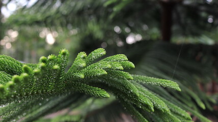 Closeup of araucaria heterophylla branch showing vibrant green needles in natural light,...