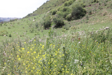 meadow with flowers