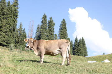 cow in the mountains