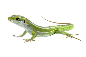 Obraz premium Small green lizard with sleek body and long tail is isolated on white background, showcasing its vibrant scales and agile posture