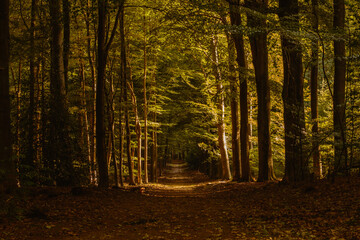 Obraz premium Golden leaves blanket the forest path as sunlight filters through the trees in Speulderbos, Veluwe. This serene landscape invites peaceful strolls in the heart of autumn.