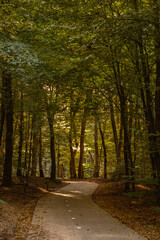 Obraz premium Winding through the lush trees of Speulderbos, this serene path showcases the warm hues of autumn. Soft sunlight filters through the foliage, creating a peaceful ambiance perfect for leisurely walks.