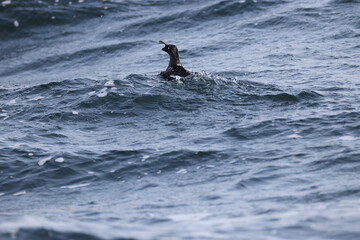 Obraz premium The crested auklet (Aethia cristatella) is a small seabird of the family Alcidae, distributed throughout the northern Pacific and the Bering Sea. This photo was taken in Hokkaido, Japan.