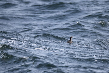 The crested auklet (Aethia cristatella) is a small seabird of the family Alcidae, distributed...