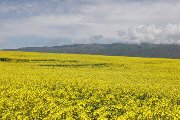 Obraz premium field of rapeseed