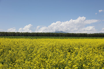 Obraz premium field of rape