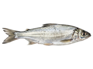 Obraz premium Side view of a small, light gray fish