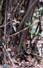 snake in a park in Tokyo, Japan