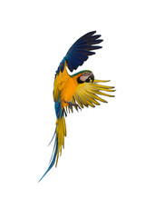 Blue and gold macaw bird Pets are people's friends isolated on white background. This has clipping path.