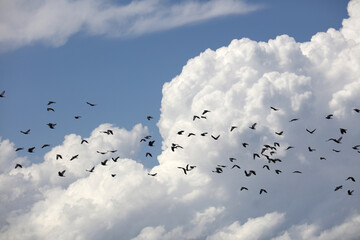 flock of birds