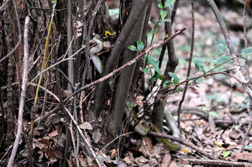 snake hiding between branches