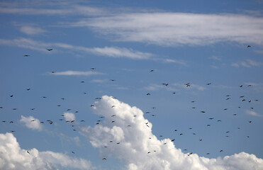 flock of seagulls