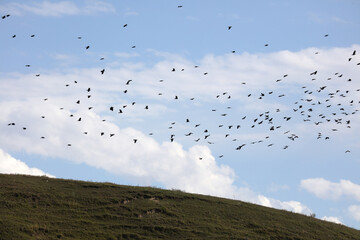 flock of birds